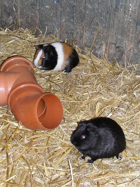Meerschweinchen