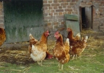 Gl&uuml;ckliche H&uuml;hner