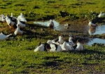 Enten im Teich