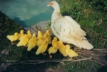 Mutti mit Nachwuchs